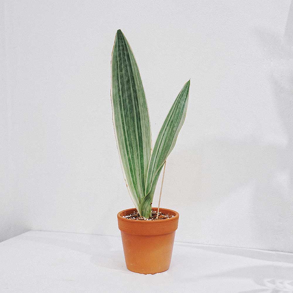 Sansevieria siam silver luoi ho