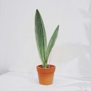 Sansevieria siam silver luoi ho
