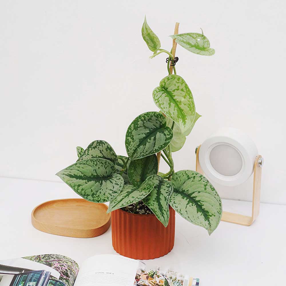 scindapsus pictus exotica trau ba lua 1