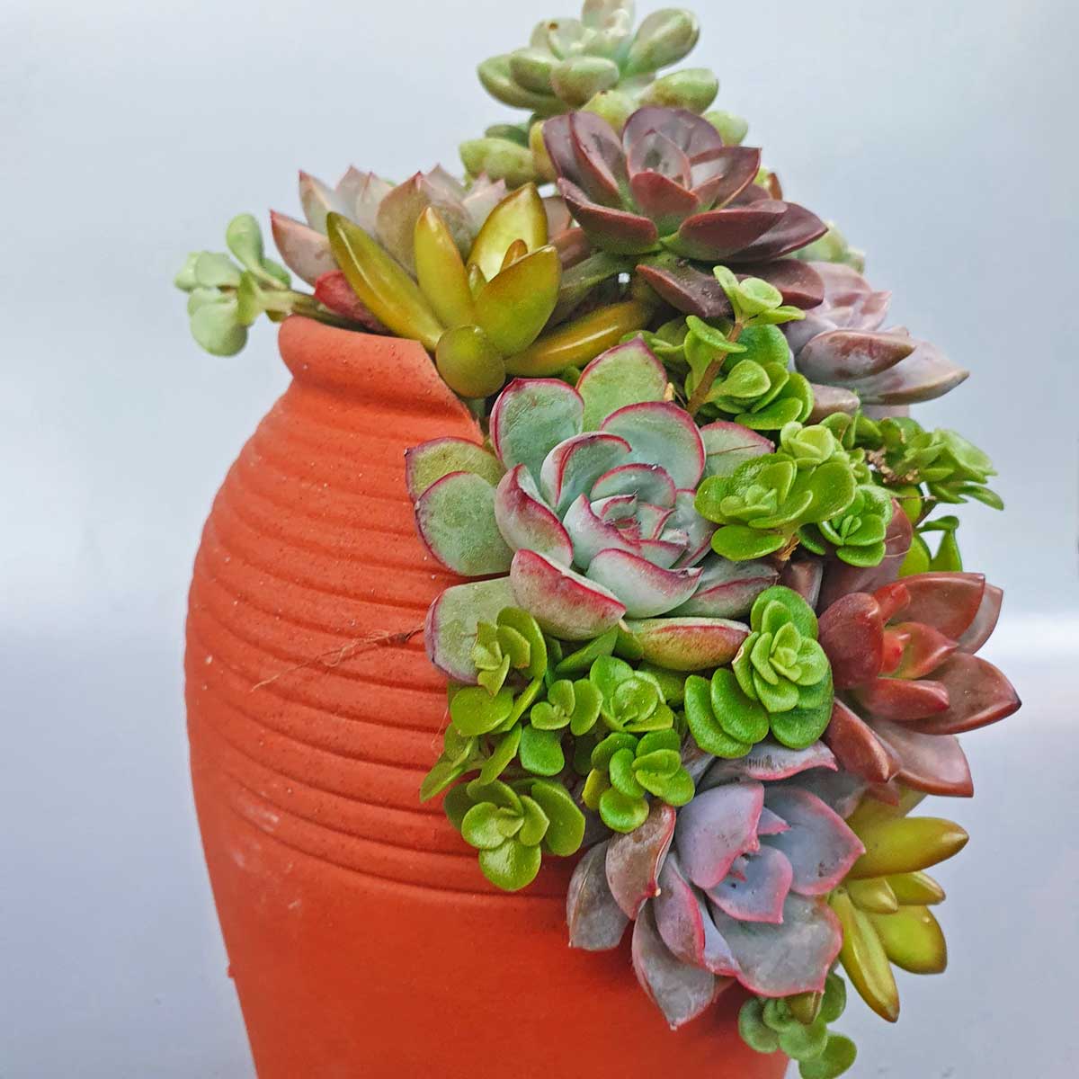 sen da mix chau lu dat nung 1