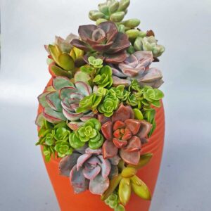 sen da mix chau lu dat nung 2