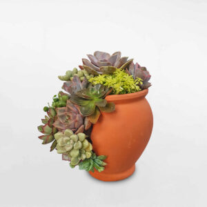 chậu sen đá mix đẹp