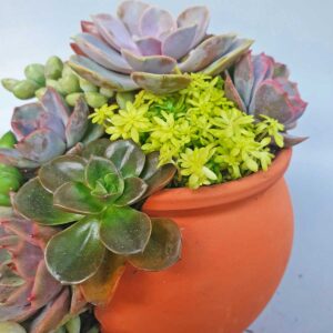 chậu lu sen đá phối đẹp