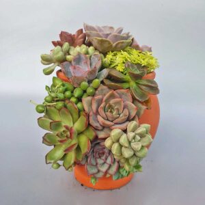 sen da mix chau lu dat nung nho 3