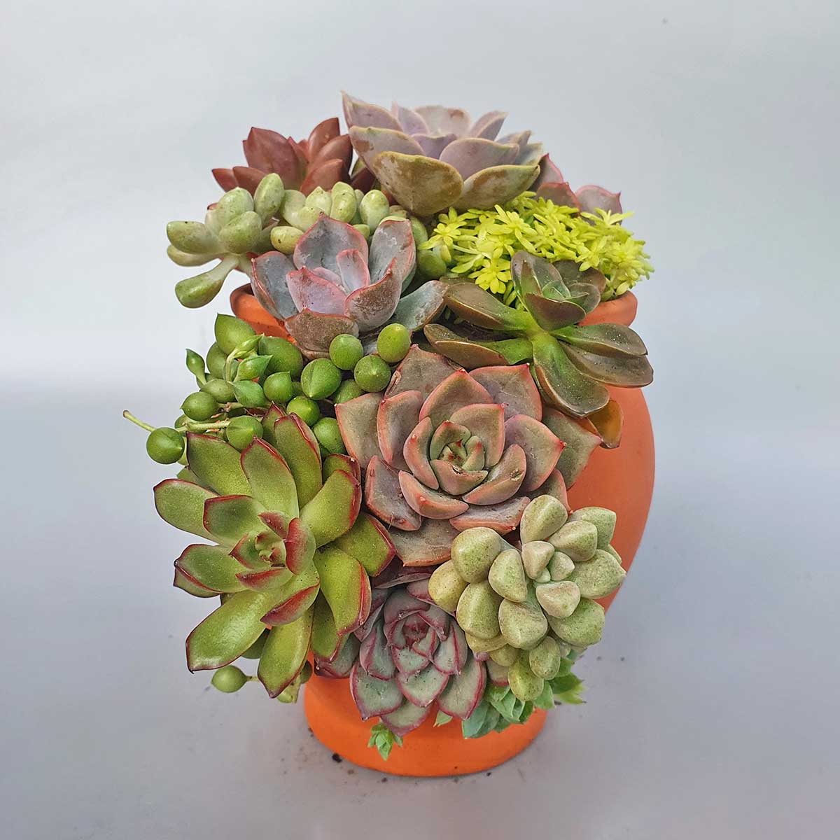 sen da mix chau lu dat nung nho 3