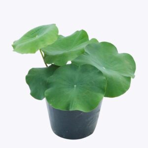 Cây Hoa Sen – Cao 37cm