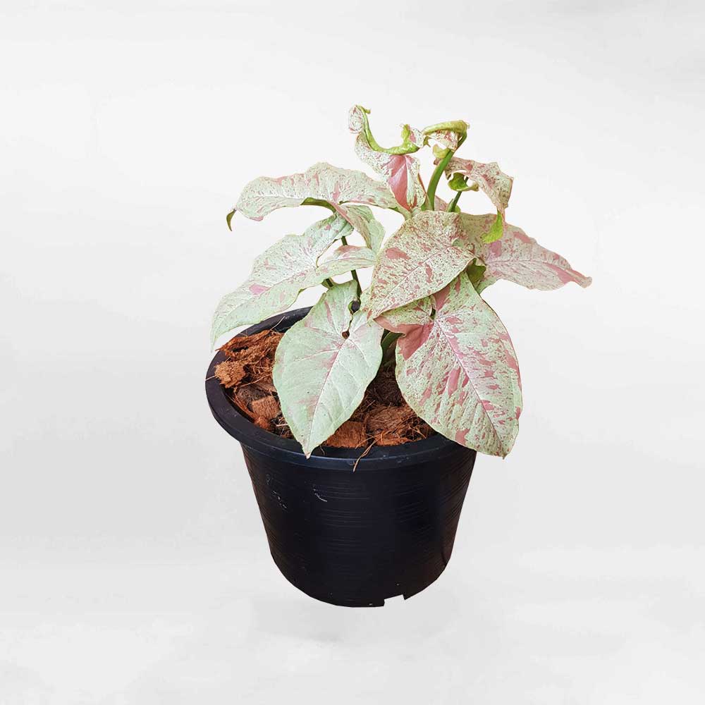 syngonium milk confetti