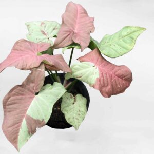 syngonium milkconfetti