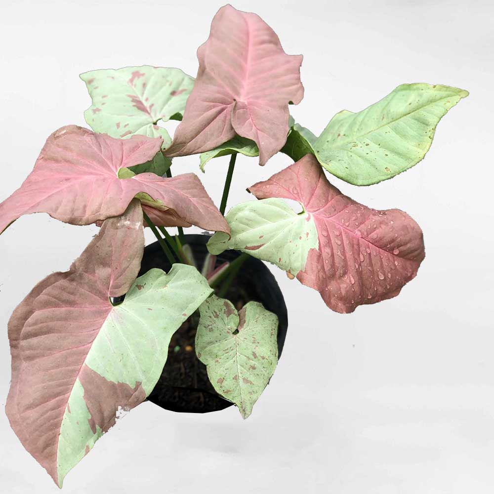 syngonium milkconfetti