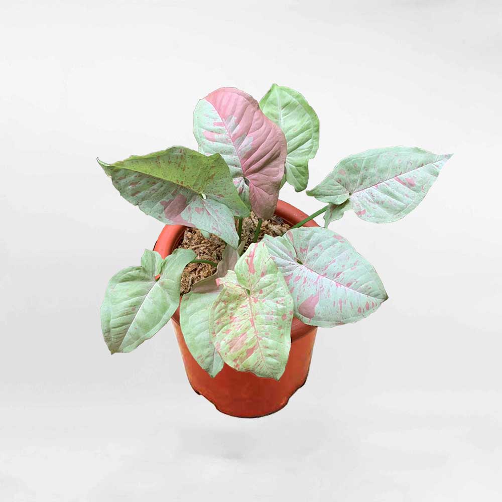 syngonium pinkspot