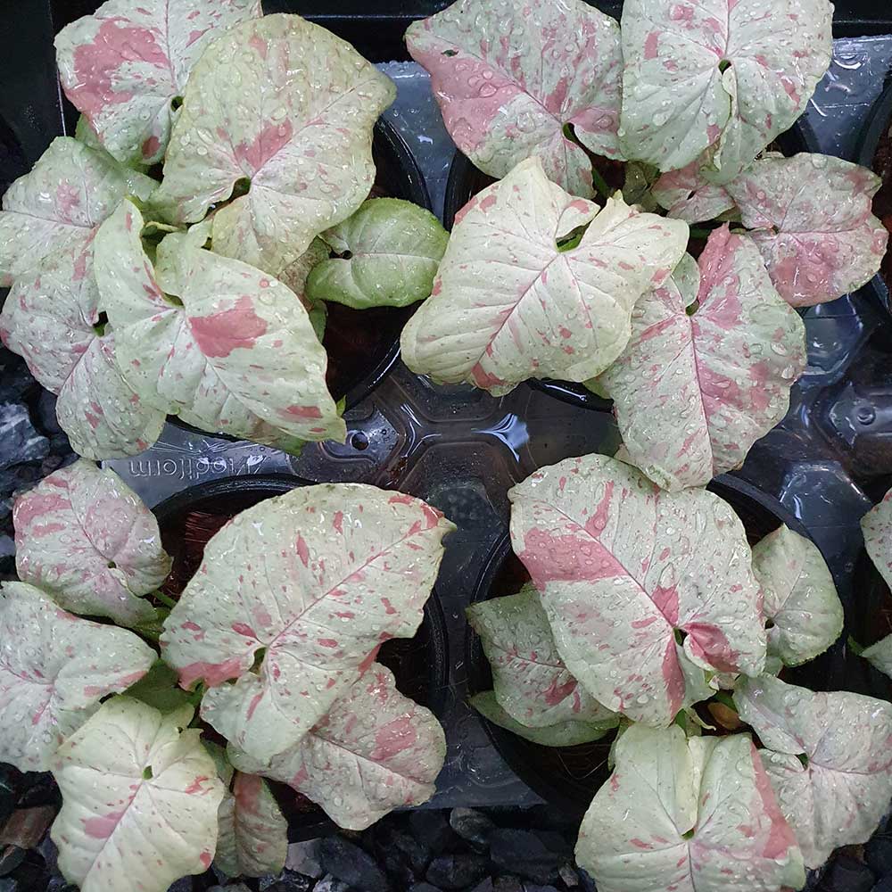Syngonium Podophyllum Milk Confetti