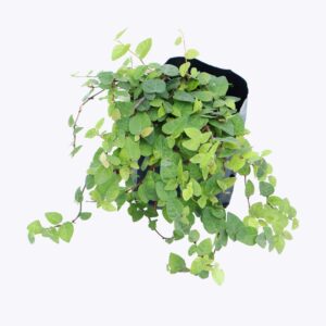 Dây Thằn Lằn Bám Tường