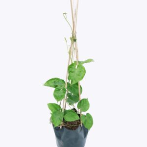 Dây Thiên Lý/ Hoa Dạ Lý Hương – Cao 70 Cm