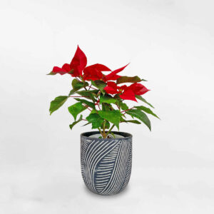 trangnguyenmowgarden