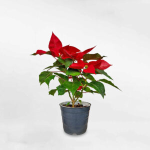 trangnguyenmowgarden1