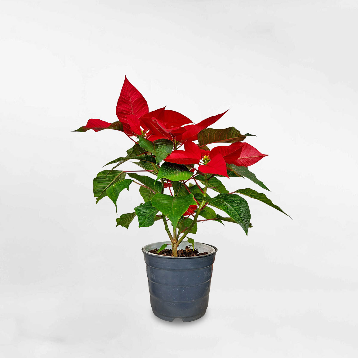 trangnguyenmowgarden1