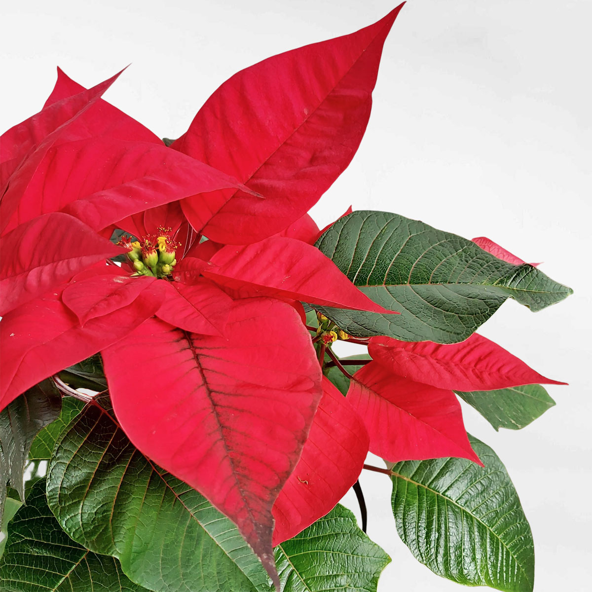 trangnguyenmowgarden2