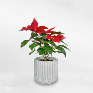 trangnguyenmowgarden3