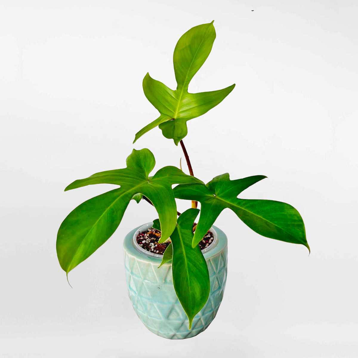 trau ba canh en mowgarden