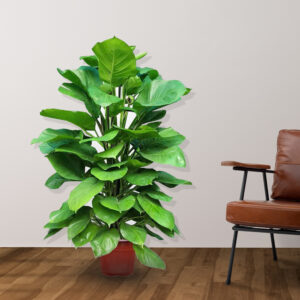 trau ba cot chau nhua mowgarden