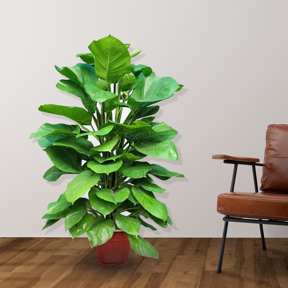 trau ba cot chau nhua mowgarden