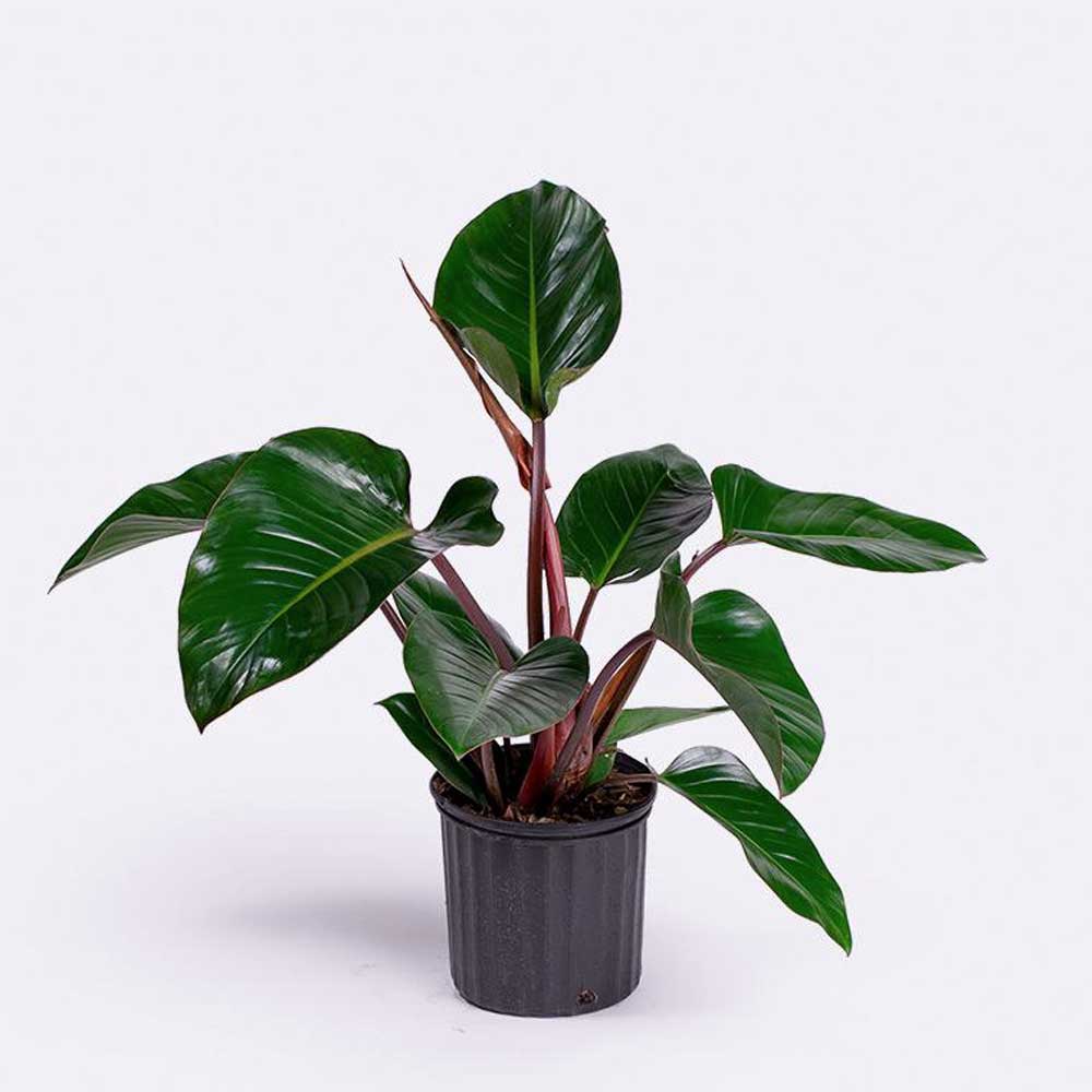 trau ba de vuong do 1b