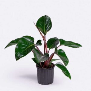 trau ba de vuong do 1b