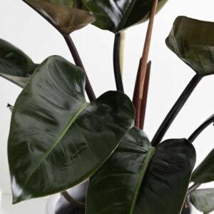 trau ba de vuong do 2a