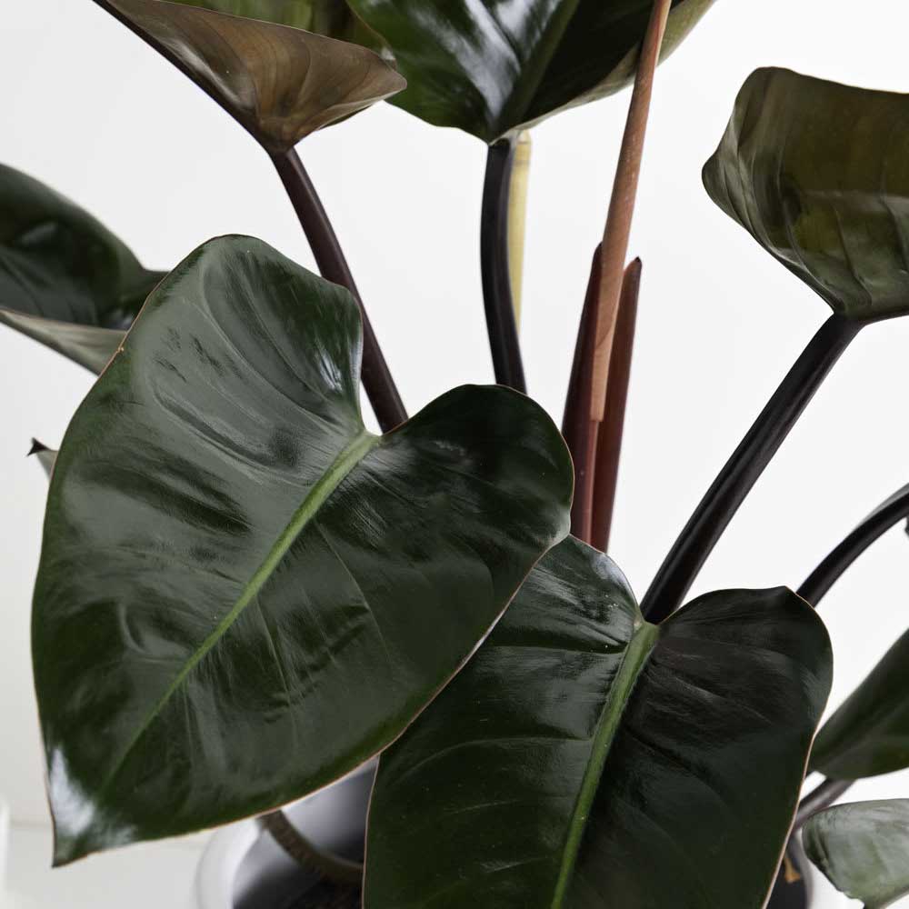 trau ba de vuong do 2a