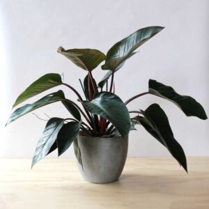 trau ba de vuong do 3