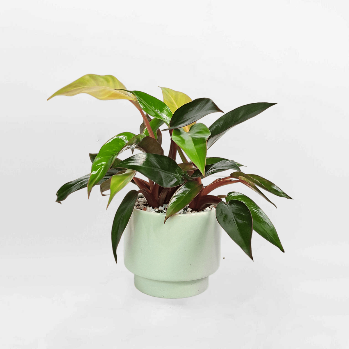 trau ba de vuong do de ban mowgarden