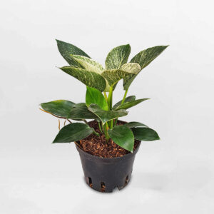 trầu bà đế vương kim cương