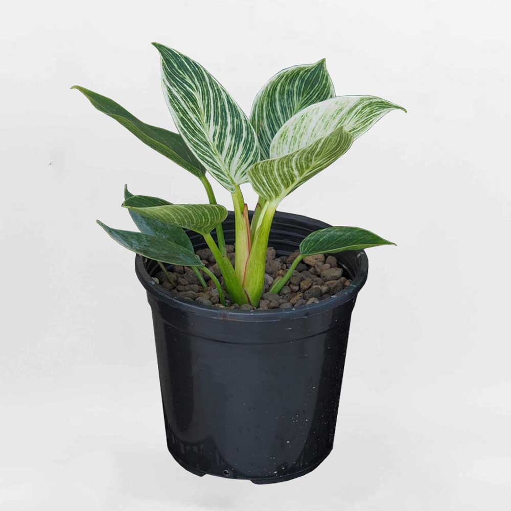 trau ba de vuong kim cuong Philodendron Birkin 1