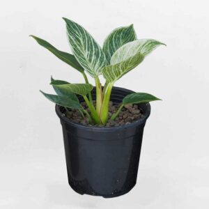 trau ba de vuong kim cuong Philodendron Birkin 1