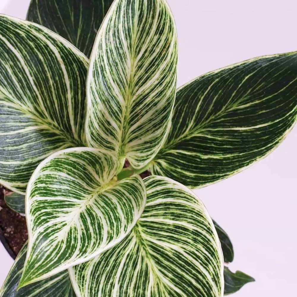 trau ba de vuong kim cuong Philodendron Birkin 5