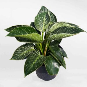 trau ba de vuong kim cuong Philodendron Birkin