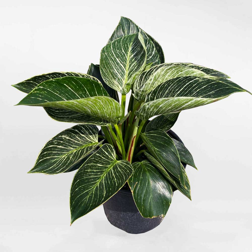 trau ba de vuong kim cuong Philodendron Birkin