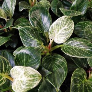 trau ba de vuong kim cuong Philodendron Birkin 6