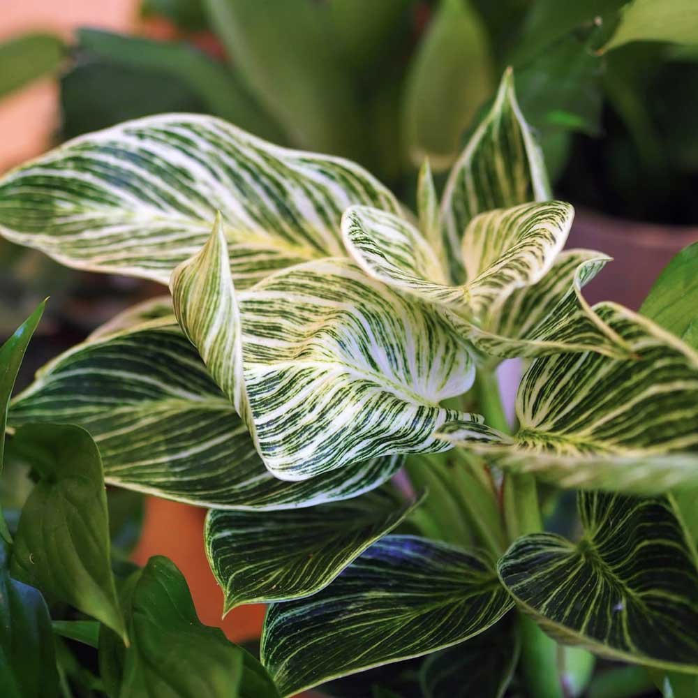 trau ba de vuong kim cuong Philodendron Birkin 7