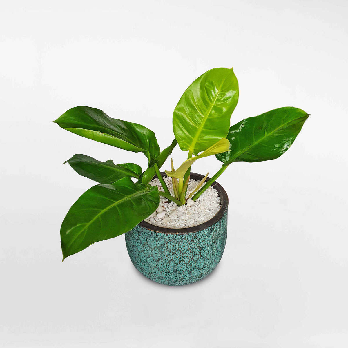 trau ba de vuong vang 1