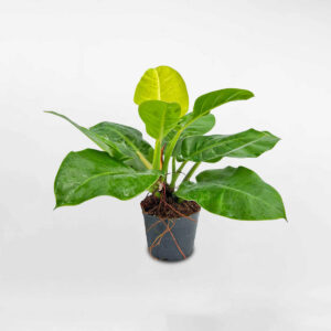 trau ba de vuong vang