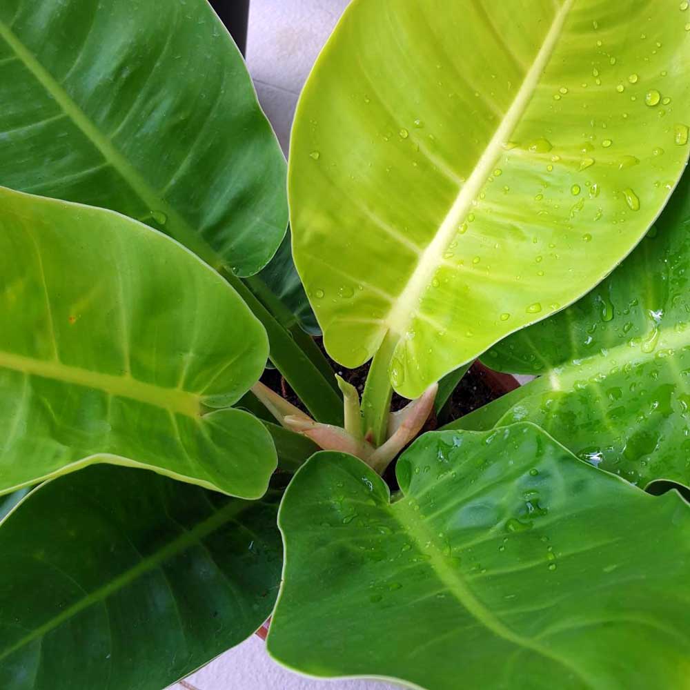 trau ba de vuong vang 5