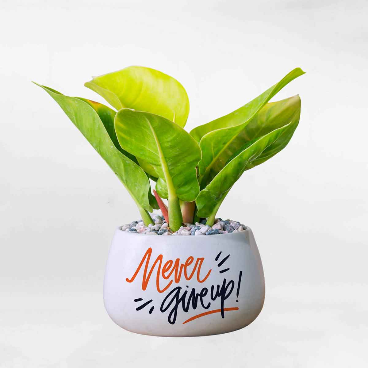 trau ba de vuong vang