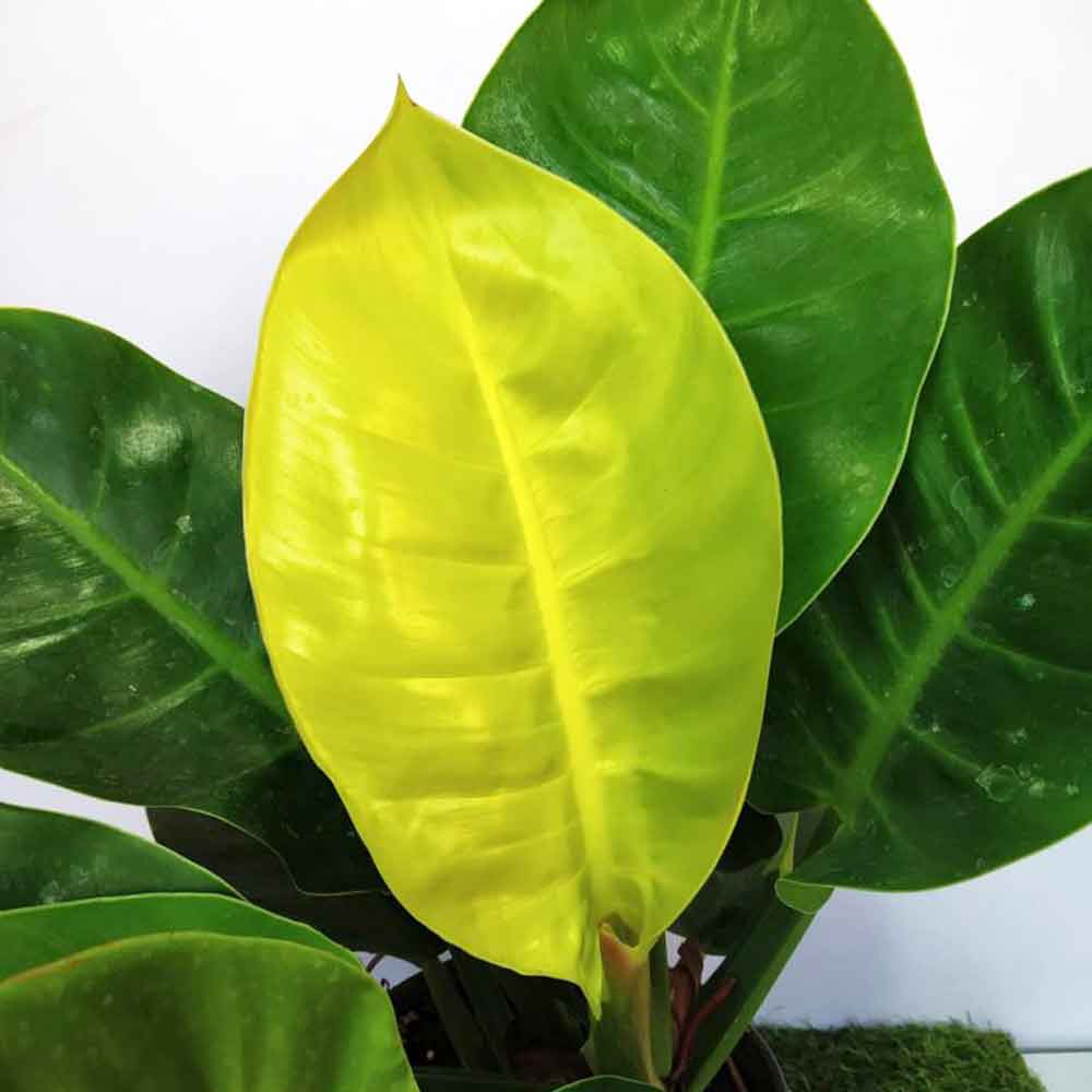 trau ba de vuong vang PHIL002b