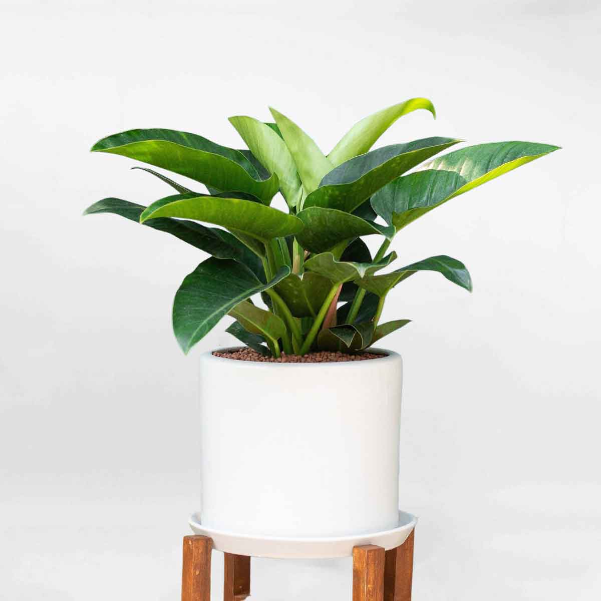 trau ba de vuong xanh de ban mowgarden