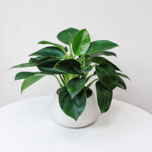 trau ba de vuong xanh mowgarden