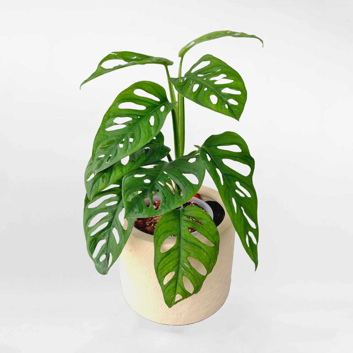 trau ba lo mowgarden