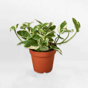 trau ba sua Epipremnum pinnatum ‘NJoy mowgarden