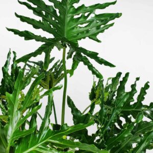 trau ba thanh xuan chau su trang 2