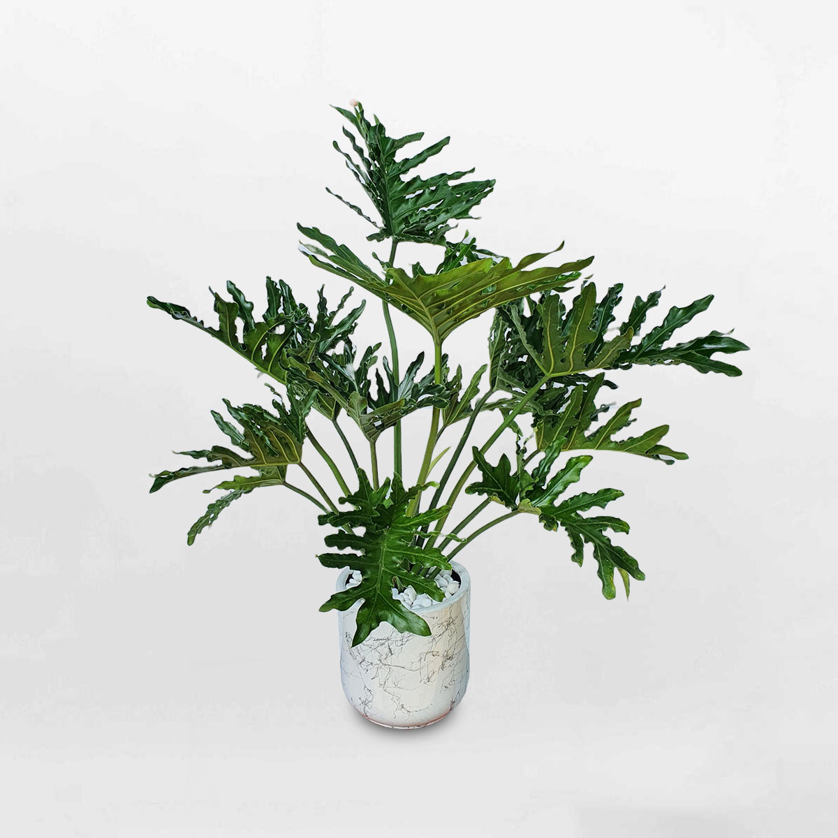 cây trầu bà thanh xuân lớn